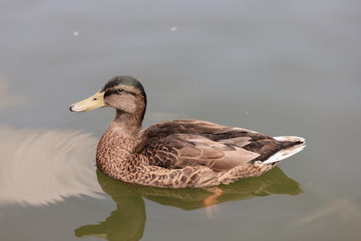 Ptačí chřipka v Blatné: Zlikvidováno 13 000 kachen!