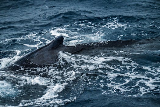 Zachráněná velryba v Německu: Příběh naděje a ochrany moří